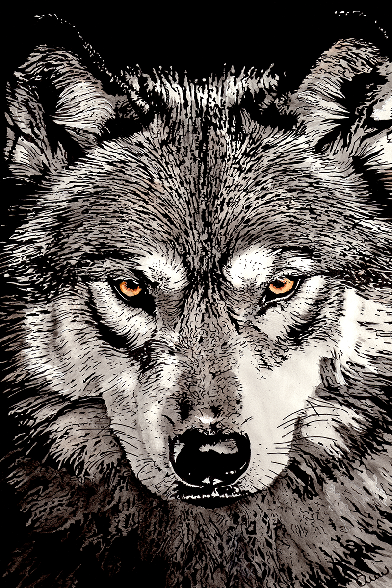 Wolf